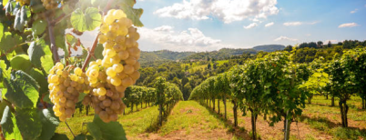 玫瑰之国保加利亚盛产优质葡萄酒